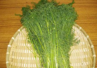 茴香菜什么時候種？茴香菜什么季節(jié)吃