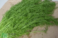 茴香菜什么時候種？茴香菜什么季節(jié)吃