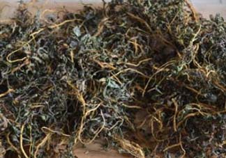 苦菜可以曬干嗎？苦菜怎么曬干？