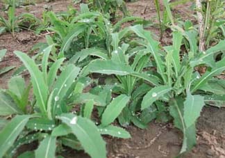 苦菜多少錢一斤？苦菜多少錢一斤2017？