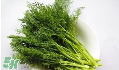茴香菜怎么做好吃？茴香菜怎么炒好吃