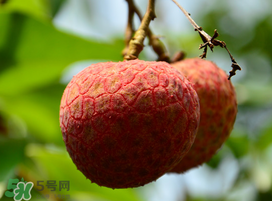 掛綠荔枝為什么那么貴？為什么掛綠荔枝這么貴？