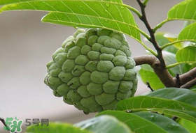 釋迦果怎么保存？釋迦怎么保存時間長？