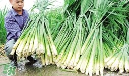 茭白是什么菜？茭白是什么植物