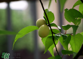 哪些人不能吃青梅？青梅的禁忌