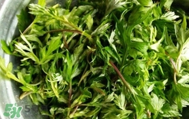 艾葉是什么植物？艾葉和艾草是一回事嗎？