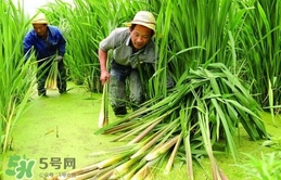 茭白多少錢(qián)一斤 茭白的營(yíng)養(yǎng)價(jià)值