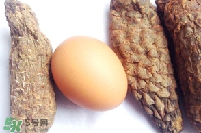 肉蓯蓉怎么吃壯陽？哪些人不能吃肉蓯蓉