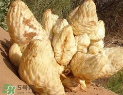 肉叢蓉怎么吃補(bǔ)腎？肉蓯蓉的食用方法