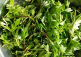艾葉是什么植物？艾葉和艾草是一回事嗎？