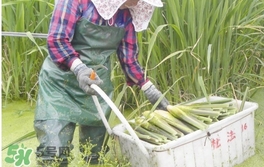 茭白是什么菜？茭白是什么植物