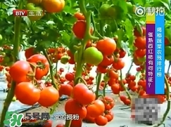 如何分辨催熟西紅柿？西紅柿怎么去除農(nóng)藥殘渣？