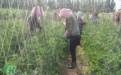 黑番茄怎么種植？黑番茄種植技術(shù)