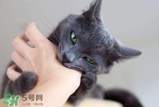 被貓抓傷會得狂犬病嗎？被貓咬了會得狂犬病嗎