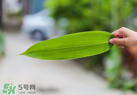 粽葉有幾種？粽葉哪種好？
