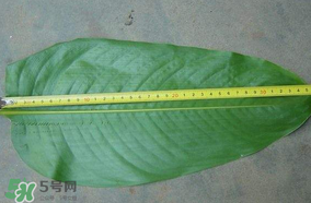 粽子葉要泡多久？粽子葉怎么泡？