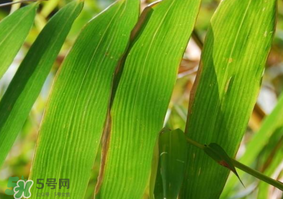 粽子葉要泡多久？粽子葉怎么泡？