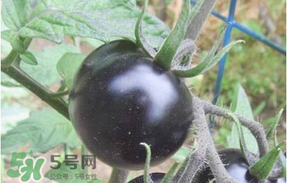 黑番茄怎么種植？黑番茄種植技術(shù)