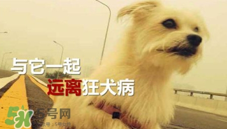 狂犬病能治好嗎？狂犬病的早期癥狀