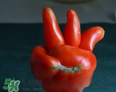 西紅柿不能和什么一起吃？西紅柿與哪些食物相克