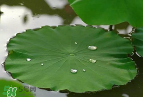 粽葉可以用什么代替？粽子葉可以用什么代替？