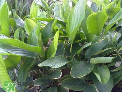 粽子葉能冷凍嗎？粽子葉放冰箱冷藏還是冷凍？
