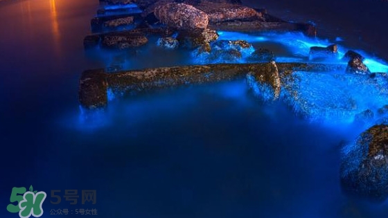 浙江多地驚現(xiàn)藍(lán)眼淚現(xiàn)象 藍(lán)眼淚是什么？
