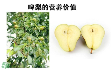 青啤梨要放軟了吃嗎？啤梨放軟了才能吃嗎？