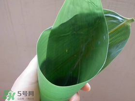 粽葉是什么植物的葉子？粽子葉是什么葉子？