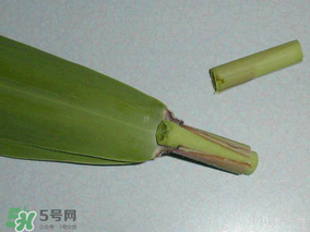 粽葉是蘆葦葉嗎？粽葉和蘆葦葉的區(qū)別