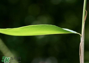 箬葉和粽葉有什么區(qū)別？箬葉是粽葉嗎？