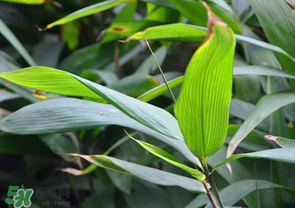 箬葉和粽葉有什么區(qū)別？箬葉是粽葉嗎？