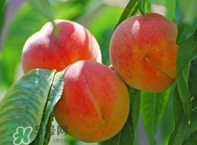 孕婦能吃桃子嗎？孕婦吃桃子對(duì)胎兒好嗎？