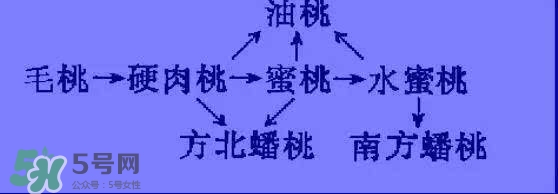 沒(méi)有毛的桃子叫什么？桃子毛為什么會(huì)癢？