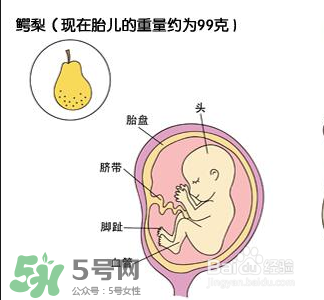 懷孕四個(gè)月需要做什么檢查？懷孕四個(gè)月胎兒圖