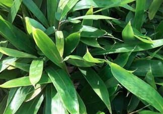 粽葉是什么植物的葉子？粽子葉是什么葉子？
