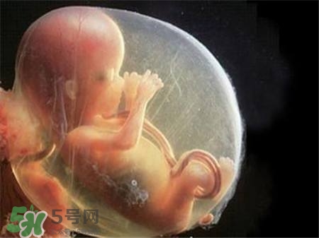 懷孕四個(gè)月需要做什么檢查？懷孕四個(gè)月胎兒圖