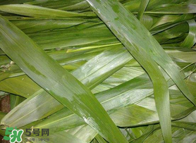 蘆葦葉包粽子之前要煮嗎？蘆葦葉煮多久？
