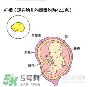 懷孕四個(gè)月需要做什么檢查？懷孕四個(gè)月胎兒圖
