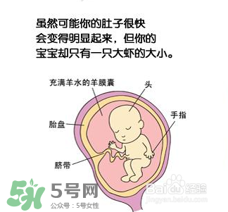 懷孕四個(gè)月需要做什么檢查？懷孕四個(gè)月胎兒圖