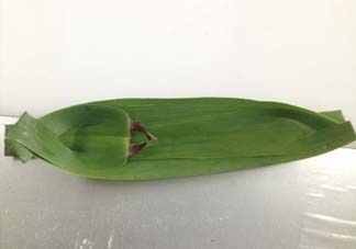 蘆葦葉怎么保存？蘆葦葉可以放冰箱嗎？