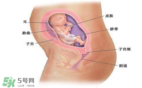 懷孕四個(gè)月需要做什么檢查？懷孕四個(gè)月胎兒圖