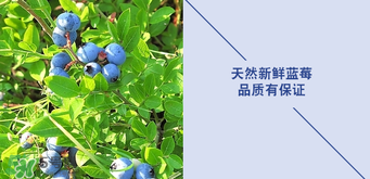 悠蜜藍(lán)莓利口酒保質(zhì)期是多久？悠蜜藍(lán)莓利口酒保質(zhì)期是幾年？