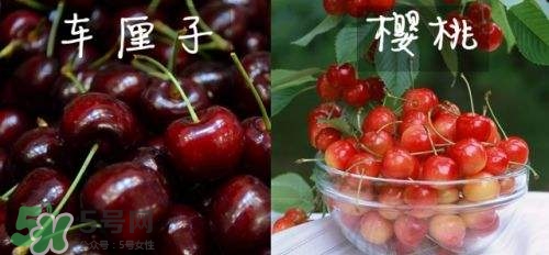 櫻桃和車?yán)遄佑惺裁磪^(qū)別？櫻桃和車?yán)遄幽膫€(gè)貴？