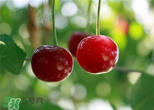 哺乳期能吃櫻桃嗎？哺乳期吃櫻桃寶寶會(huì)上火嗎？