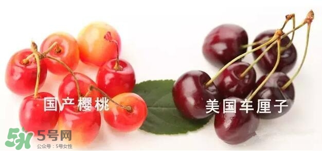 櫻桃和車?yán)遄佑惺裁磪^(qū)別？櫻桃和車?yán)遄幽膫€(gè)貴？