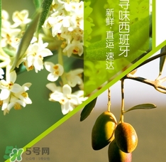 橄欖油可以去黑頭嗎？橄欖油怎么去黑頭？