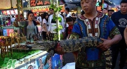 鱷魚肉價(jià)格多少錢一斤？吃鱷魚犯法嗎？