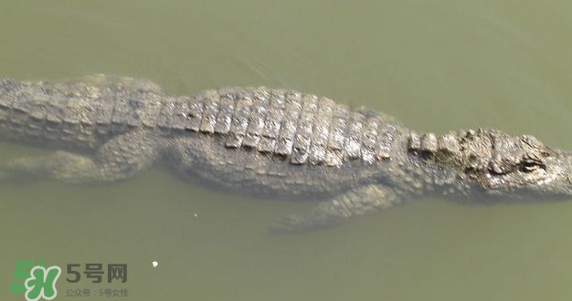 鱷魚是魚嗎？鱷魚是浮在水面上嗎？