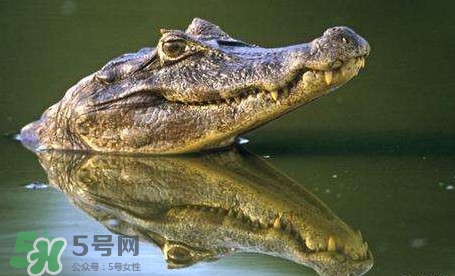鱷魚是魚嗎？鱷魚是浮在水面上嗎？